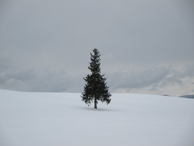 クリスマスツリーの木