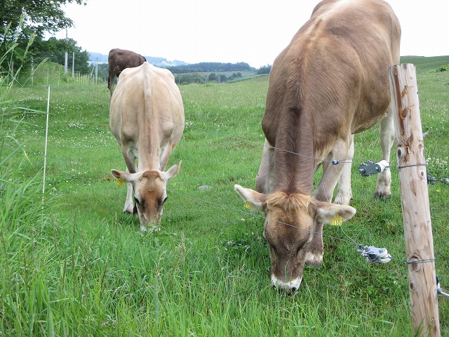 草を食べている牛２匹