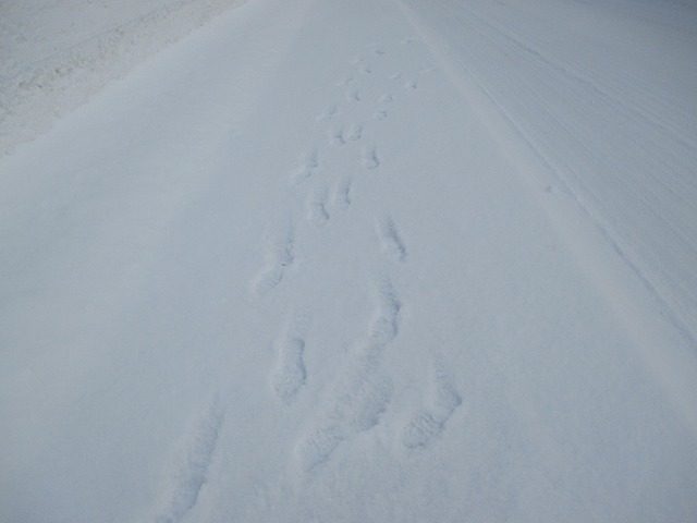 雪の上の人間の足跡
