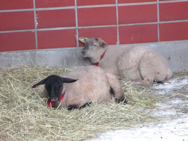 2匹の羊