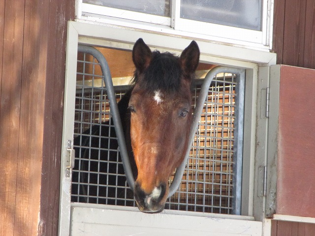小窓から顔を出している馬