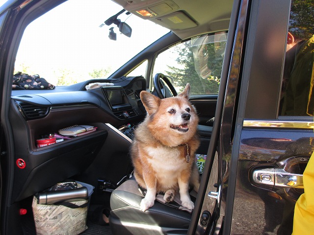 車に乗っている犬