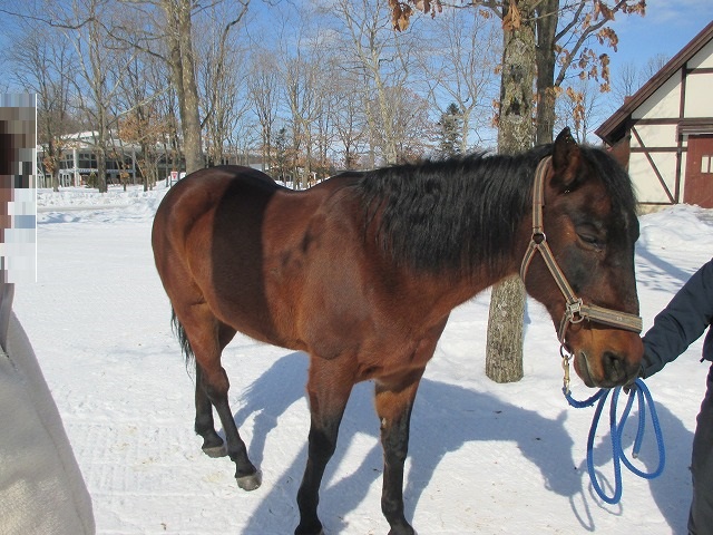 雪の中の茶色の馬