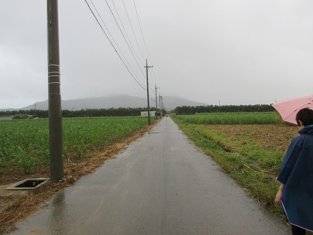雨のさとうきび畑の道