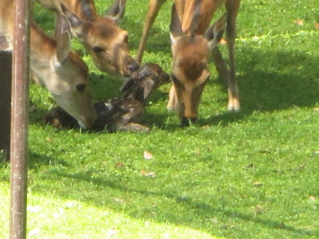 母鹿以外の鹿も子鹿を舐める