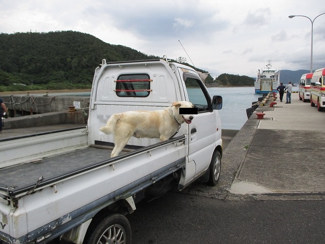 トラックに乗った白い犬